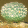 Egg of Royal Jewel - Hypochrysops polycletus rovena